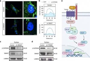 SMAD7 Forms Nuclear Complex to Activate Wnt Signaling