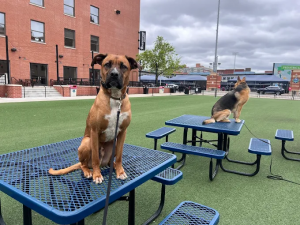 Off Leash K9 Training Toledo Ohio