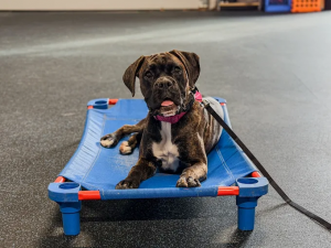 Off leash k9 training Ft Myers FL Photo