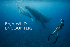 Baja Wild Encounters