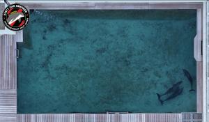 Drone footage showing three of the dolphins held in a small concrete pool at the Hyatt Ziva, Cancun, Mexico
