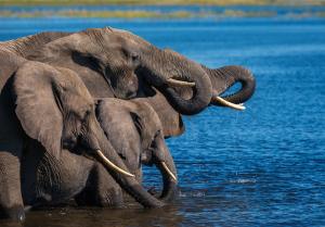 Go2Africa Elephant Group