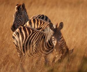 Go2Africa Zebras