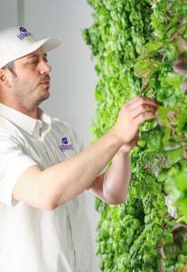 Fresh lettuce being harvested from a Harvest Wall vertical farming system used in the Aambé Health Living Food initiative.