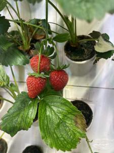 Strawberries growing on a Harvest Wall vertical farming system used in the Aambé Health Living Food initiative.