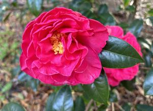 Camellia bloom in a Florida home garden supported with NutriHarvest® organic fertilizer as part of a seasonal flower-care routine.