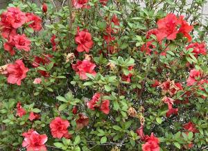shrub in a Florida home landscape, showing multi-bloom flowering during the season following organic feeding with NutriHarvest®.