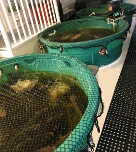 AUSA Fish Room from Tank #2