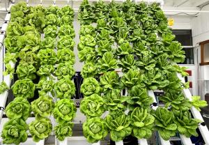 National Ag Week Lettuce Wall New