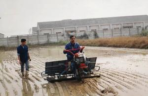 International trainees practicing rice transplanting during field training in China