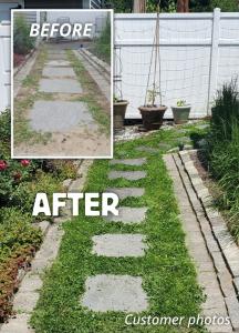 Before-and-after customer photos of a walkway transformed from compacted soil to a lush green path planted with microclover between stepping stones.