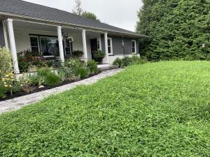 Front yard planted with microclover with low work and water dwarf fescue lawn in front of a house, showing a low-maintenance and low-water alternative to traditional grass.