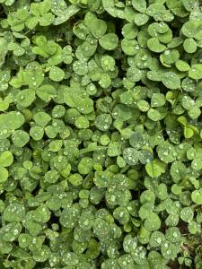 Close-up of green microclover leaves with raindrops, showing a dense, emerald lawn alternative that stays lush with less water and maintenance.