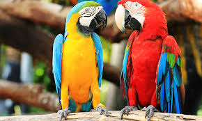 Addiction in animals like parrots