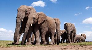 Addiction in Elephants