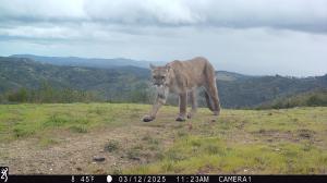 puma moving through landscape