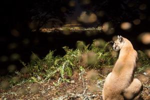 SF puma at night