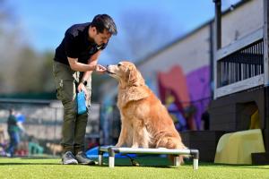 Trainer working with a dog with positive reinforcement.