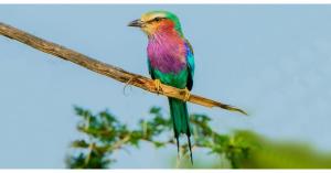 Howard Harris contemporary art.