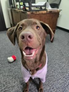 Basil the chocolate labrador | Head of Quality Assurance