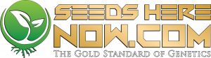 Seeds Here Now cannabis seed bank logo featuring gold standard branding for premium cannabis genetics and seeds