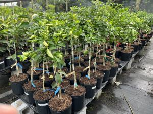 Everglades Farm orange trees growing in a nursery, featuring popular citrus varieties for home gardeners.
