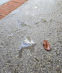 Professional driveway sealing in Houston showing water beading on sealed concrete surface to prevent moisture absorption and staining