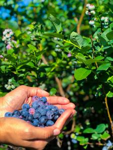Blueberry U-Pick