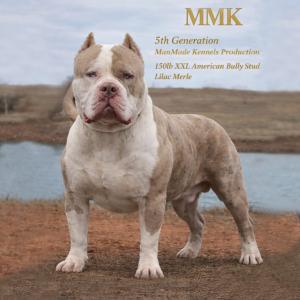 Merle XL American Bully Dog