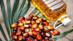 Sustainable Palm Oil Market