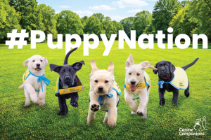 Five puppies wearing future service dog vests running across a field