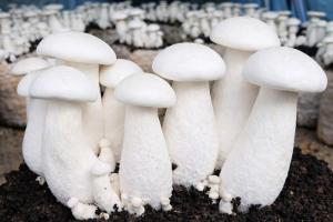 Milky mushrooms growing vertically from a cultivated substrate in a controlled mushroom cultivation setup.