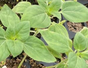 Sunflower seedlings ready for transplanting. Photo used with permission.