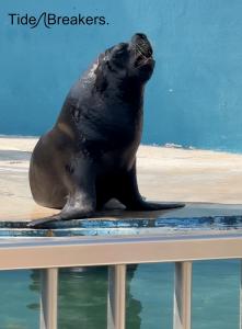 Junior the blind, solitary Patagonia sealion who has been on his own since 2023
