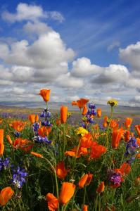 California poppies and wildflowers in bloom during spring, showing early-season color from seed-grown planting in a meadow landscape.