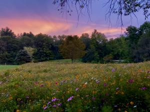 Wildflower meadow in bloom at sunset with diverse flowers and natural landscape, showing long-term results of planting wildflower seeds in spring.