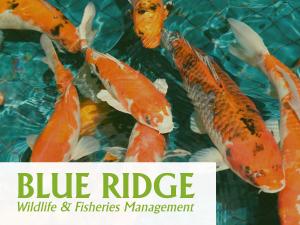 Large fish prepared to be used for fish stocking in a rural Virginia county pond.