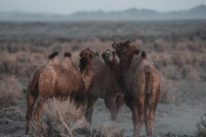 Mongolia tours lead to wild camels