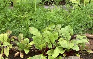 Beet plants growing in a customer garden using NutriHarvest® organic fertilizer. Photo used with permission.