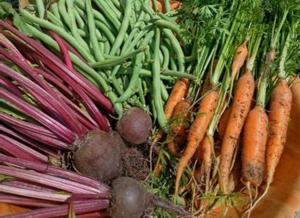 Harvested beets from a customer garden, shown alongside other vegetables grown using NutriHarvest® organic fertilizer. Photo used with permission.