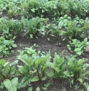 Beet field work evaluating NutriHarvest® organic fertilizer alongside other fertility sources. Photos used with permission.