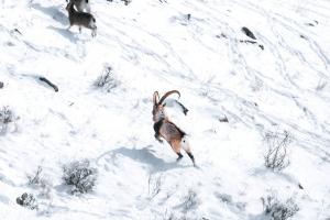 During Mongolia tours travelers can enjoy rare wildlife encounters