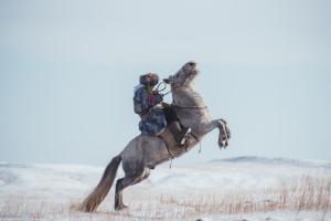 Mongolian horses as seen during Mongolia tours