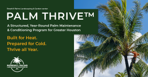 Palm Thrive™ year-round palm maintenance program by Rosehill Palms Landscaping and Garden Center in Tomball, Texas