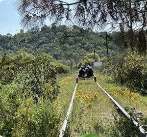 Springtime flowers along the tracks