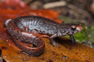 Four-toed Salamander on wet leaf litter, facing right, tail curled toward the left of the image.