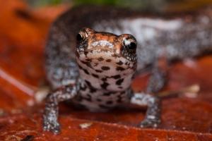 Close-up of a Four-toed Salamander facing the camera.