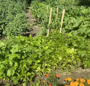 Green beans growing in a customer garden using NutriHarvest® organic fertilizer. Photo used with permission.