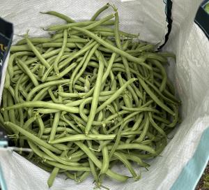 Green beans harvested by the grower from the same garden. Photo used with permission.
