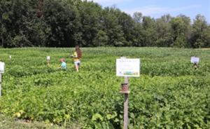 Green bean field work evaluating NutriHarvest® organic fertilizer alongside other fertility sources. Photos used with permission.